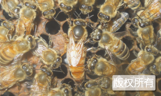 金喀蜂系列