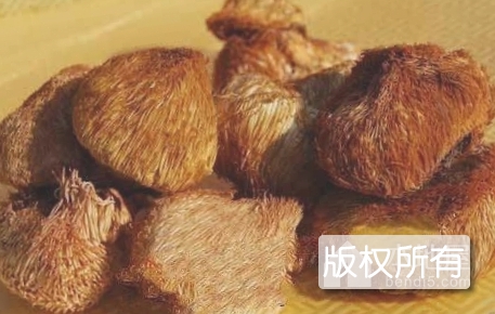 通化猴头蘑