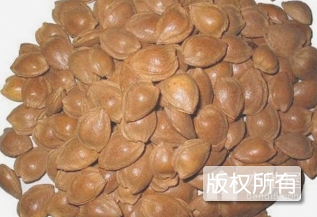 大杏扁