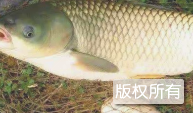 旺充官垌鱼