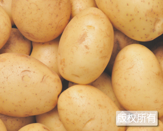 “金铃牌”马铃薯