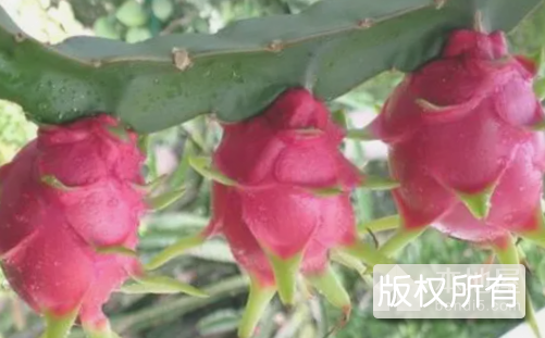 麻章火龙果