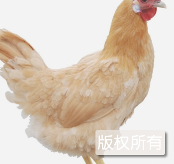 永兴四黄鸡
