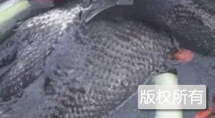 乌鸡天麻汤