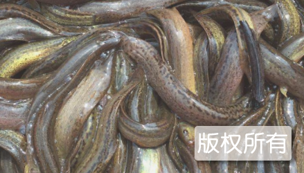 石锅巴泥鳅