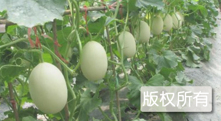 蔡甸西甜瓜