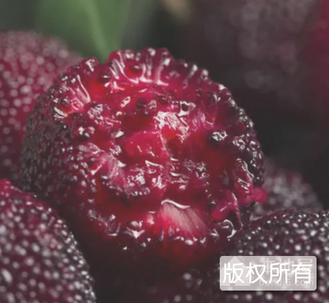 水浸窝杨梅