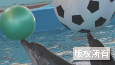 钦州国际海豚旅游节