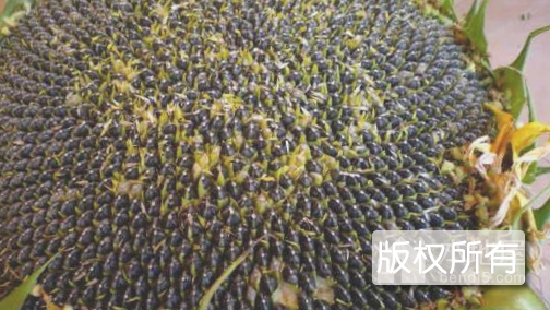 白城向日葵