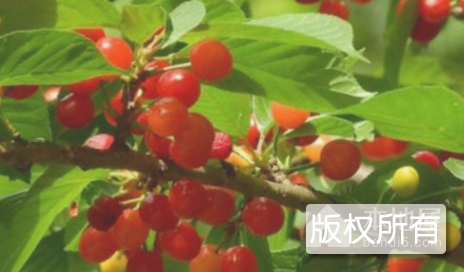 龙湖镇大樱桃
