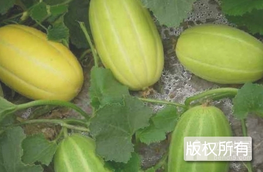 土山洼香瓜