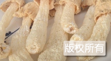 利州竹荪