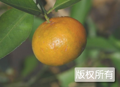 红花套牌柑桔