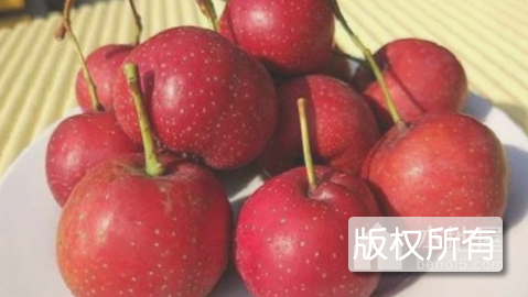 绛县山楂