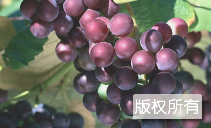 曾都葡萄