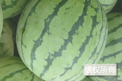 板子房西瓜