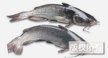 峡江鮰鱼