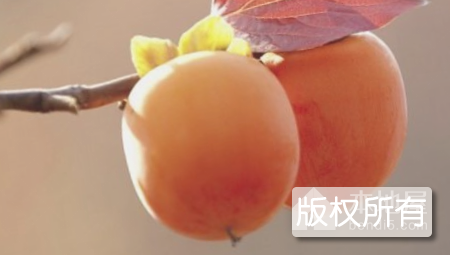 青州柿果