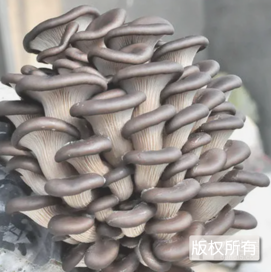 北漳淮姬菇