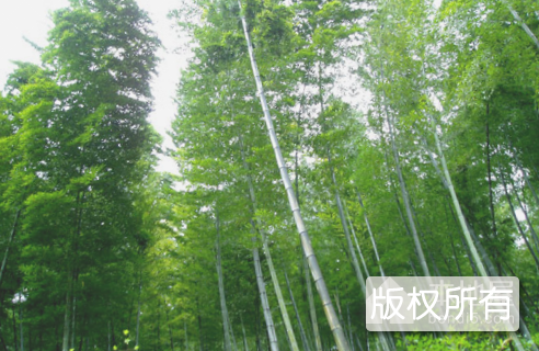 桃花楠竹