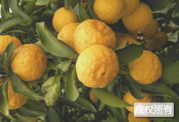 香橼