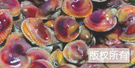 赤砂蚶