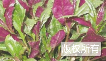 红背菜