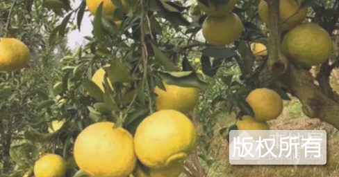 沙湾贡柚