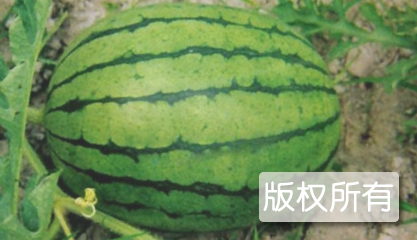 无籽西瓜
