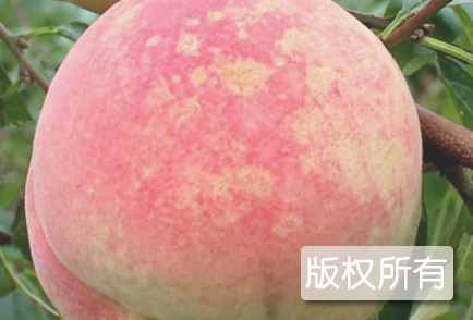河南冬桃