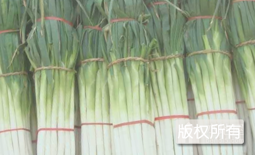 牛庄大葱
