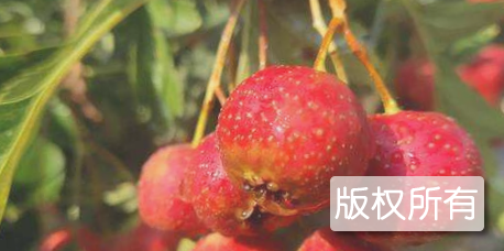 信宜山楂