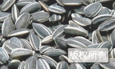 甘南葵花籽