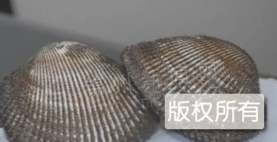 荣成魁蚶