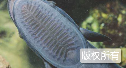 鞋底鱼