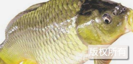文鲩
