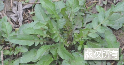 十堰山野菜