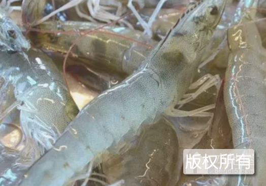野生对虾