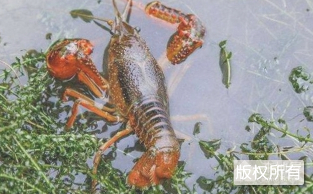 草龙虾