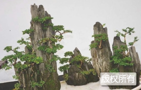 川派盆景技艺