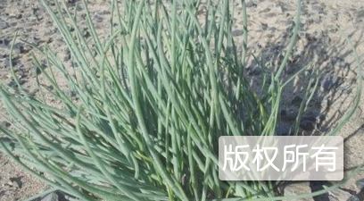 内蒙古沙葱