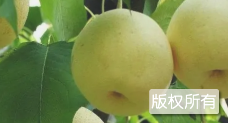 泰山小白梨