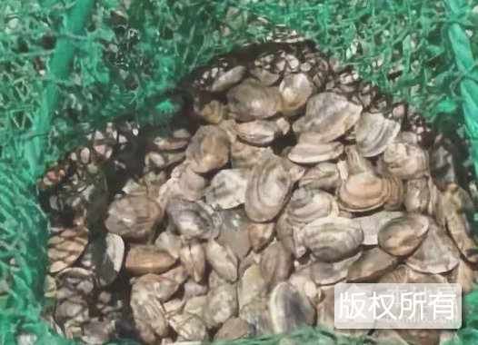 文登布蛤