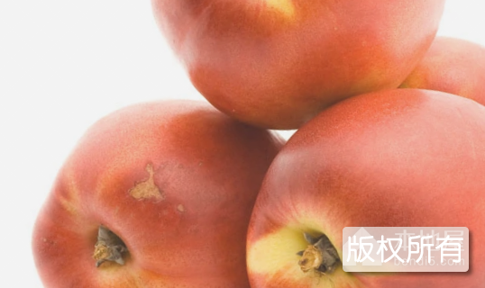 常营油桃