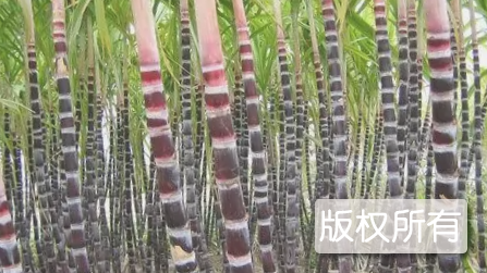 海宁紫薇甘蔗