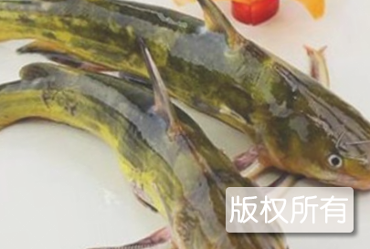 黄辣丁鱼火锅
