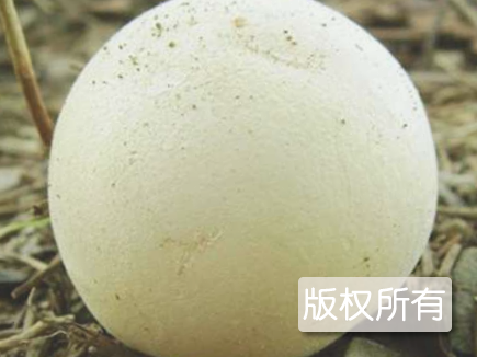 马皮泡