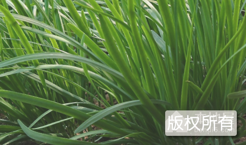 河口韭菜