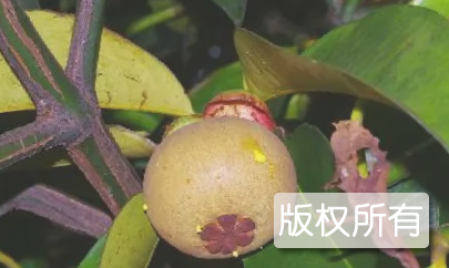 五指山山竹