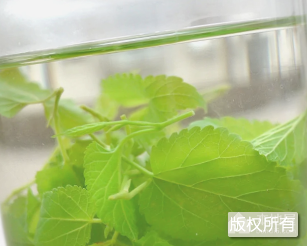 烟台桑叶茶